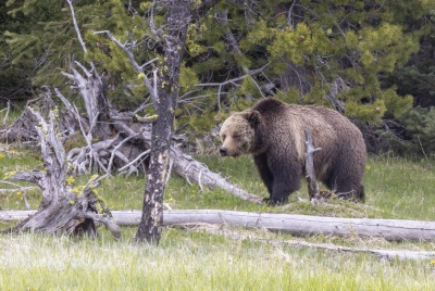 Grizzly Beryl and Cubs May 2025